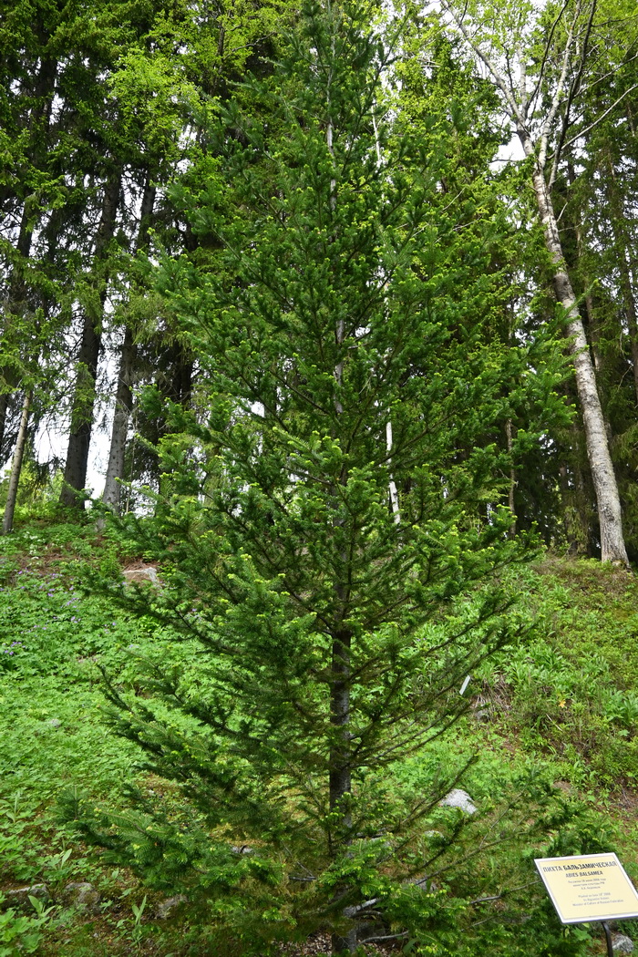 Image of Abies balsamea specimen.