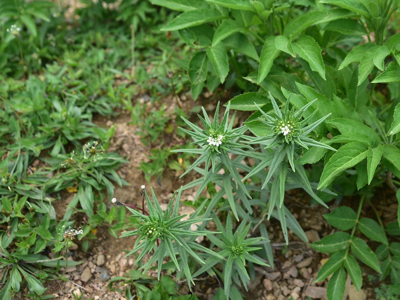 Изображение особи Lithospermum officinale.
