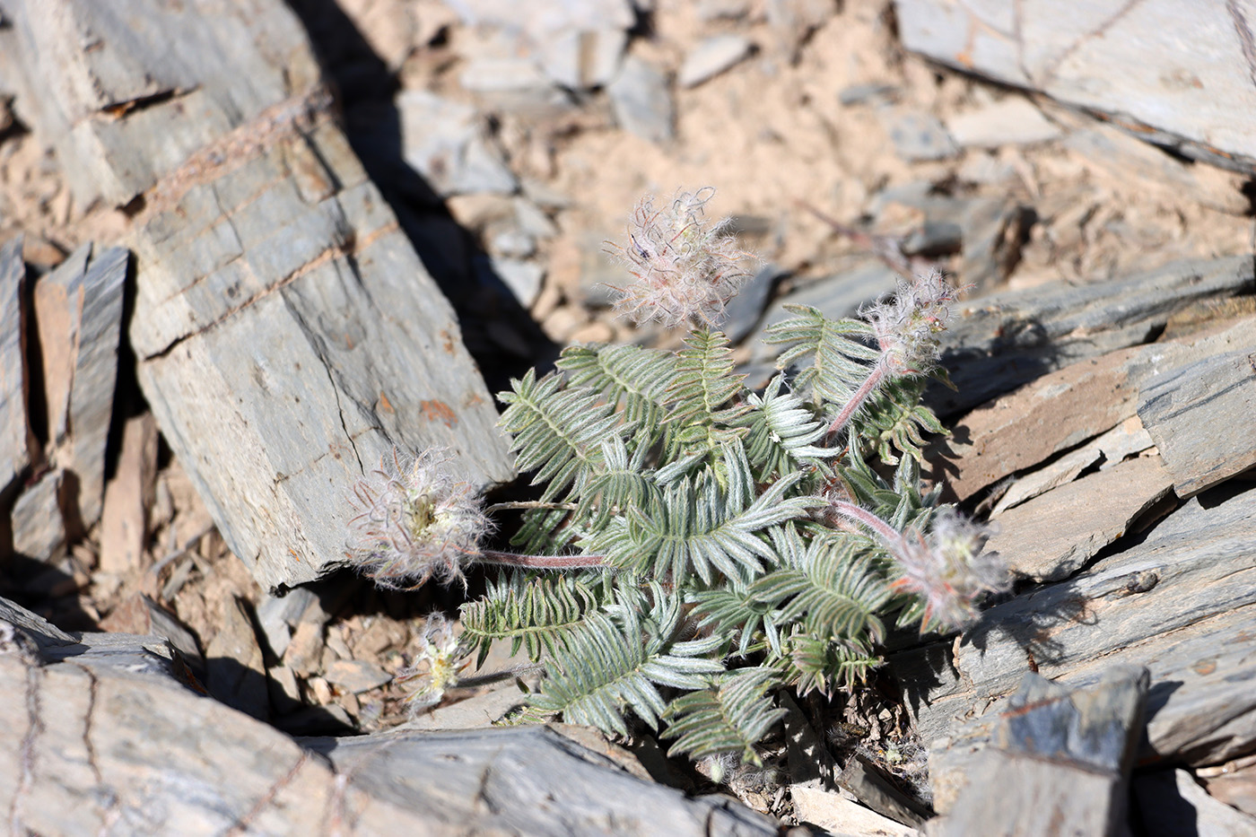 Image of Oxytropis trichocalycina specimen.