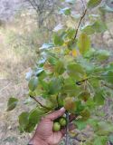 Pyrus caucasica. Побег и плоды. (Образцы для гербарий).Азербайджан, Нахчыван, Шахбузский р-н, окр. с. Биченек, Зангезурский нац. парк; плато Батабат, дубовый лес. 11.10.2026.