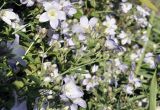 Gadellia lactiflora. Общее соцветие. Санкт-Петербург, Ботанический сад Петра Великого, цветник. 27.08.2026.