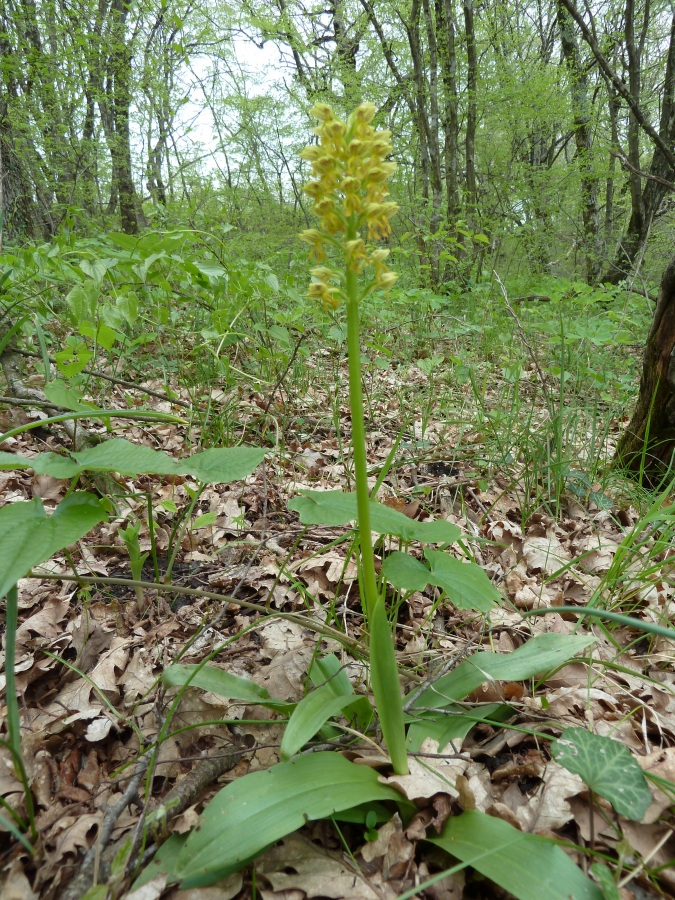 Image of Orchis punctulata specimen.