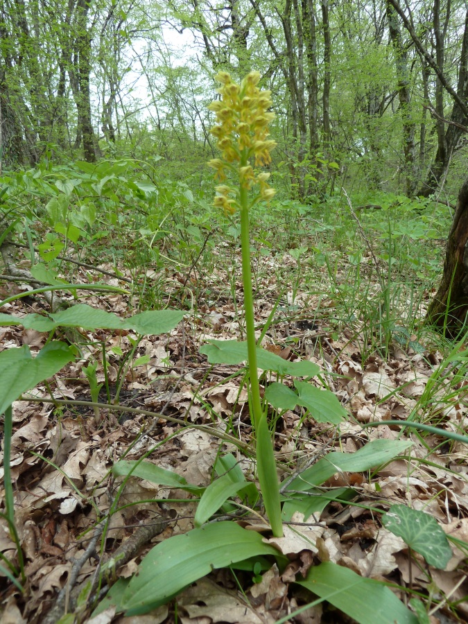 Изображение особи Orchis punctulata.