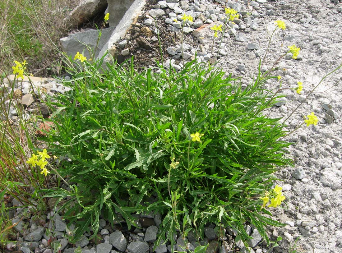 Изображение особи Diplotaxis tenuifolia.