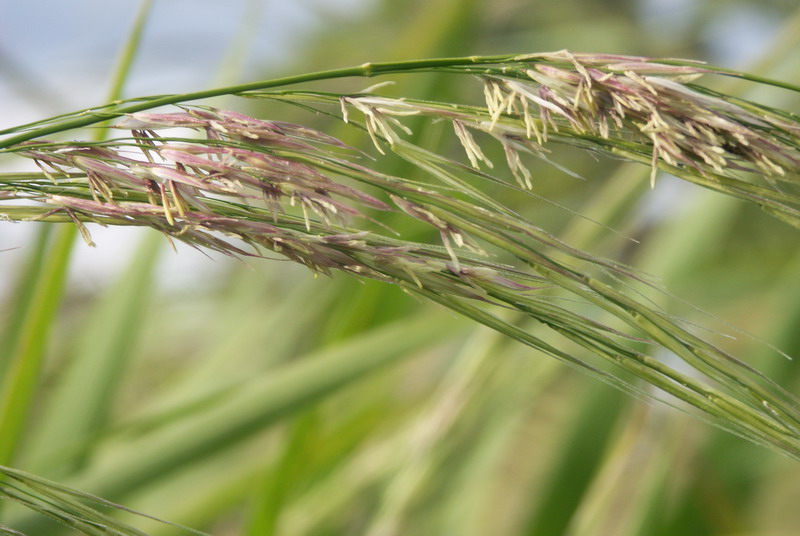 Изображение особи Zizania latifolia.