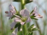 Veronica officinalis