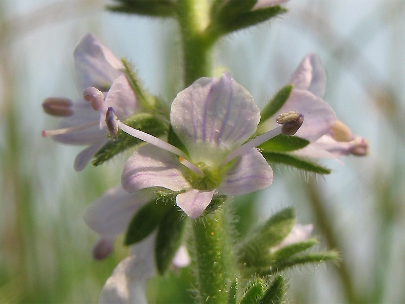 Изображение особи Veronica officinalis.