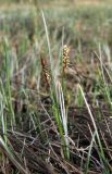 Carex limosa