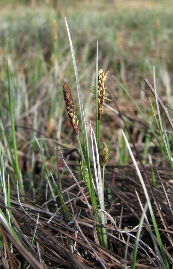 Image of Carex limosa specimen.