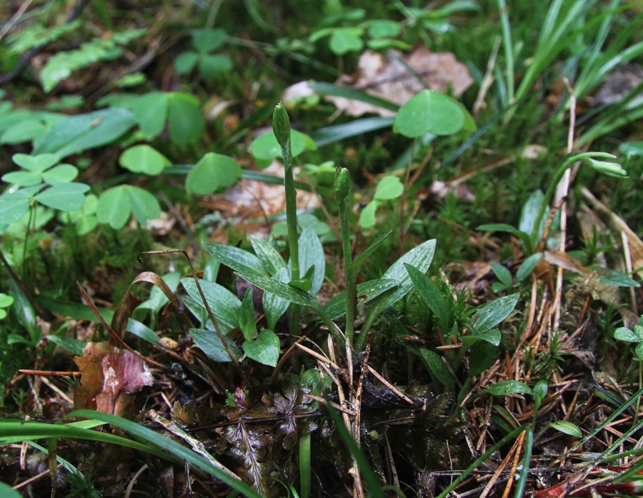 Image of Goodyera repens specimen.