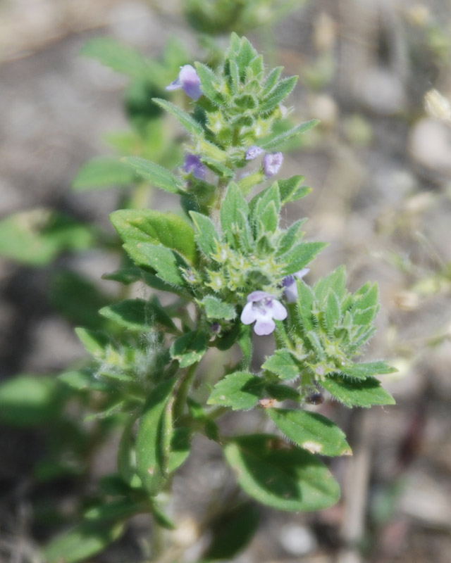 Image of Ziziphora villosa specimen.