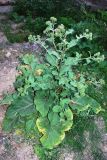 Arctium leiospermum