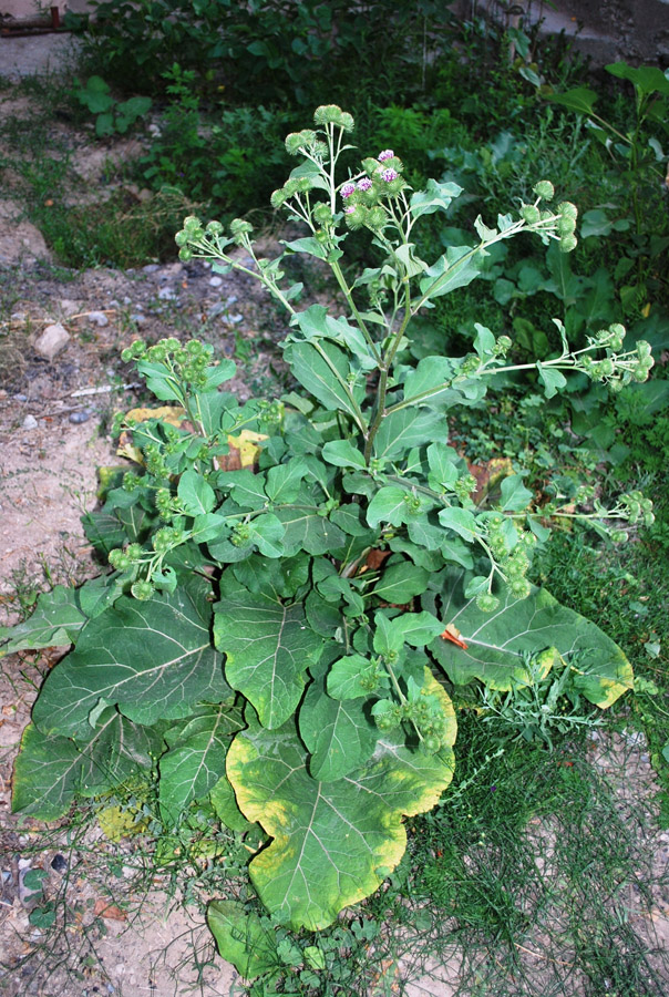 Изображение особи Arctium leiospermum.