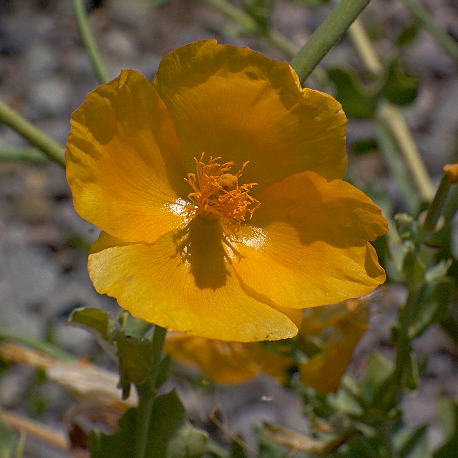 Изображение особи Glaucium flavum.