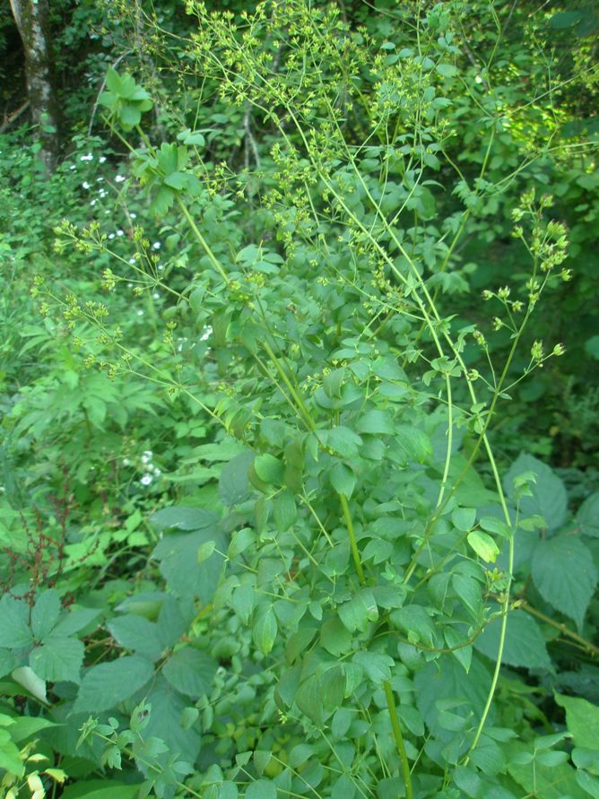 Изображение особи Thalictrum flavum.