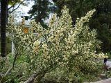 Colletia spinosissima