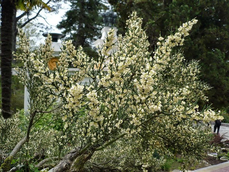 Image of Colletia spinosissima specimen.