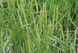 Oryza sativa