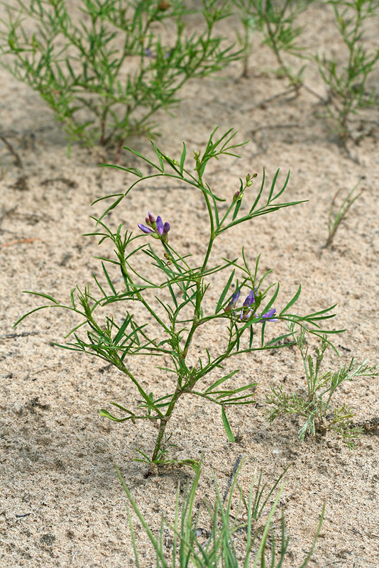 Image of Astragalus arenarius specimen.