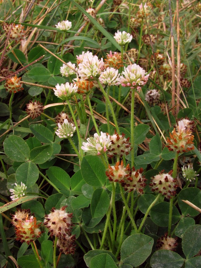 Image of Trifolium bonannii specimen.