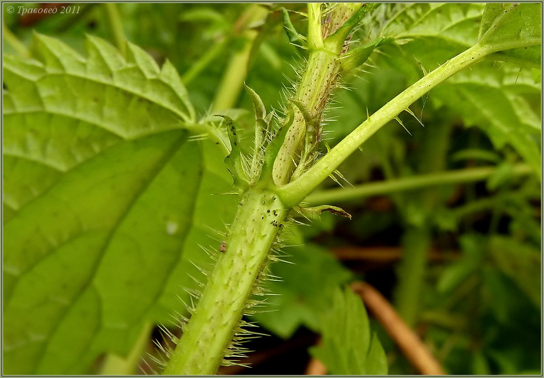 Image of Urtica dioica specimen.