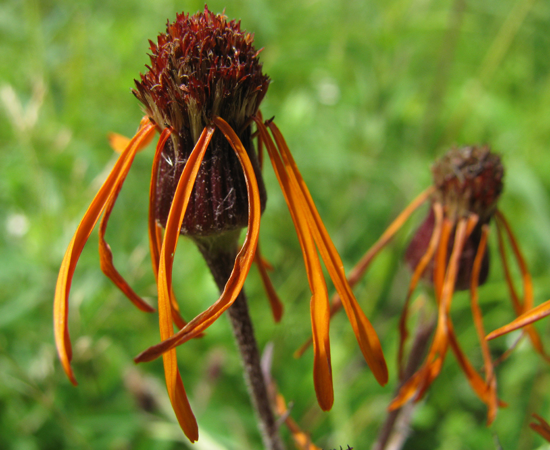 Изображение особи Tephroseris flammea.