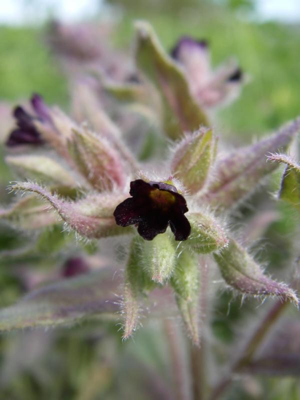 Image of Nonea rossica specimen.