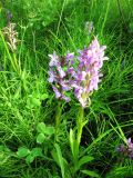 Dactylorhiza incarnata