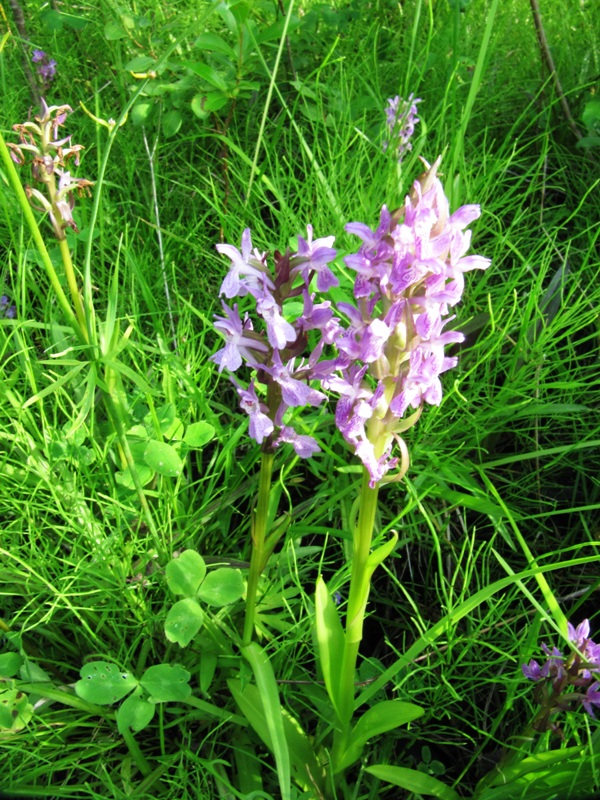 Изображение особи Dactylorhiza incarnata.