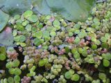 Lemna gibba. Растения на поверхности водоёма (листецы ряски отличаются от многокоренника красноватой окраской). Курская обл., Железногорский р-н, д. Ниж.-Жданово, р. Усожа. 15 августа 2008 г.