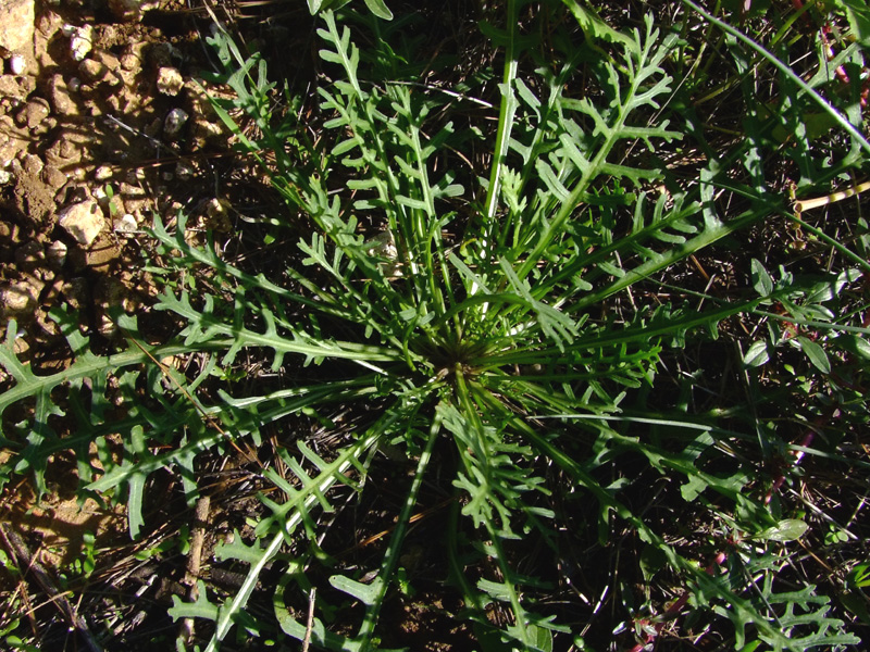 Image of Erucaria hispanica specimen.