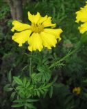 Tagetes erecta. Верхушка цветущего растения. Санкт-Петербург, клумба. 16 сентября 2010 г.