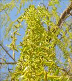 Image of taxon representative. Author is Михаил Лучкин