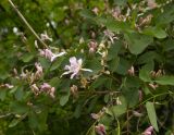 Lonicera tatarica