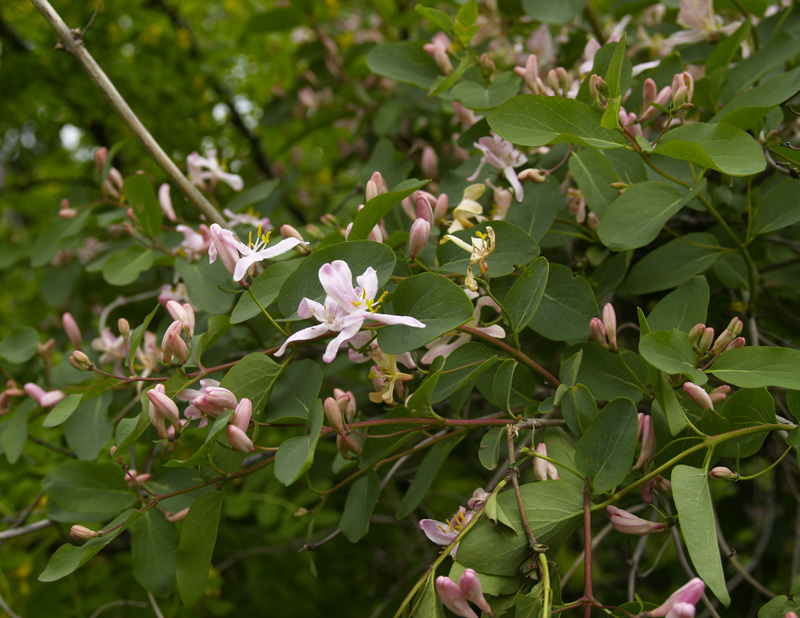 Image of Lonicera tatarica specimen.