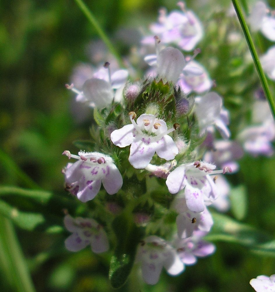 Изображение особи Thymus marschallianus.