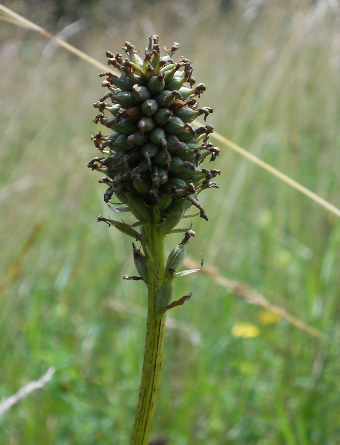 Image of Traunsteinera globosa specimen.