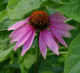 Echinacea purpurea