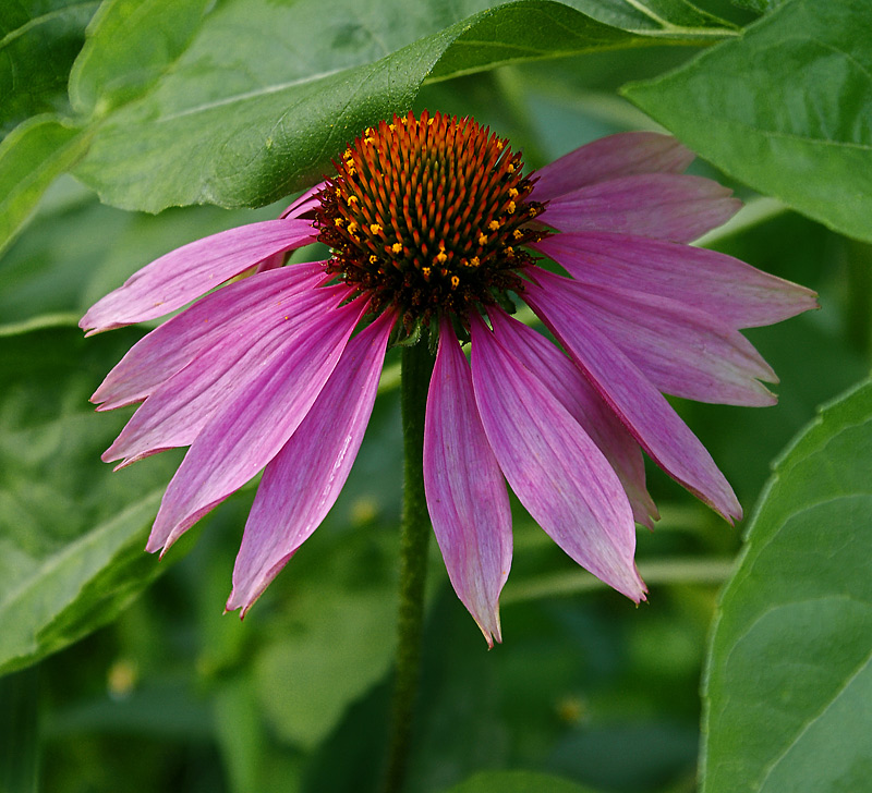 Изображение особи Echinacea purpurea.