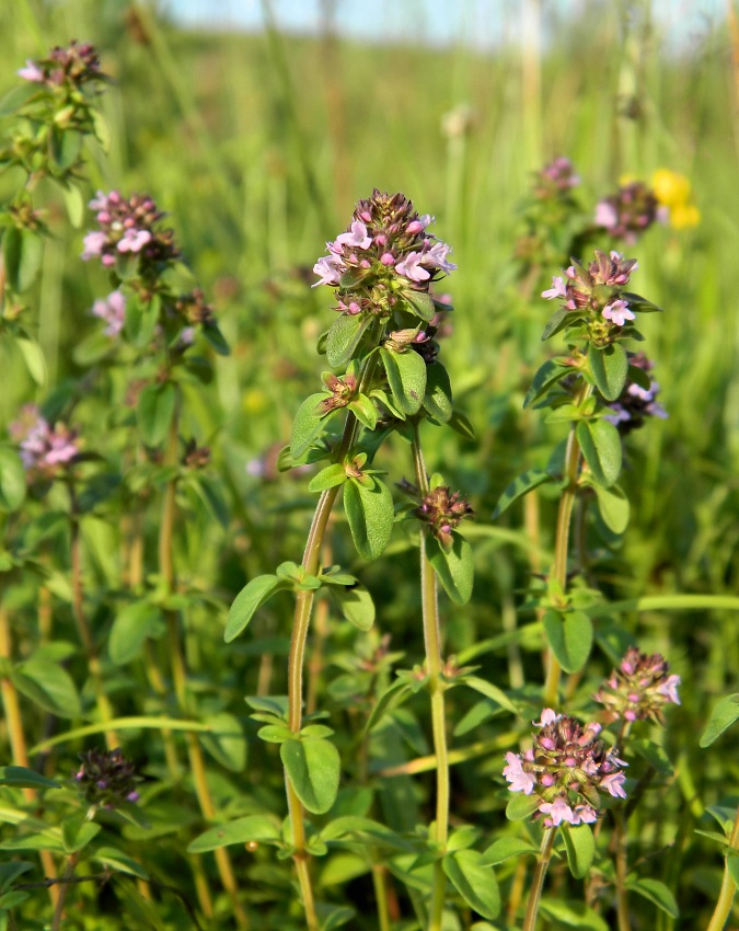 Изображение особи Thymus pulegioides.