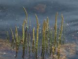 Triglochin maritima