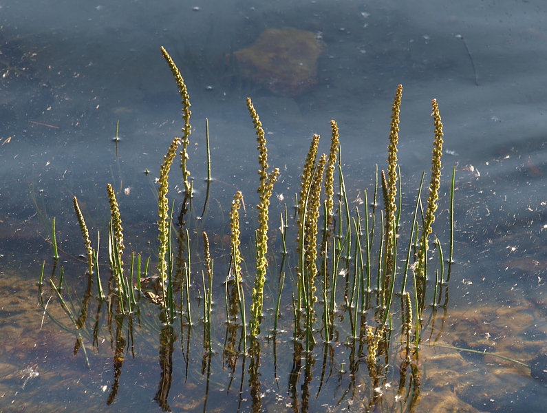 Image of Triglochin maritima specimen.