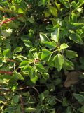 Senecio angulatus. Верхушки побегов. Испания, Каталония, провинция Girona, Costa Brava, Sant Feliu de Guíxols, на приморском обрыве. 26 октября 2008 г.