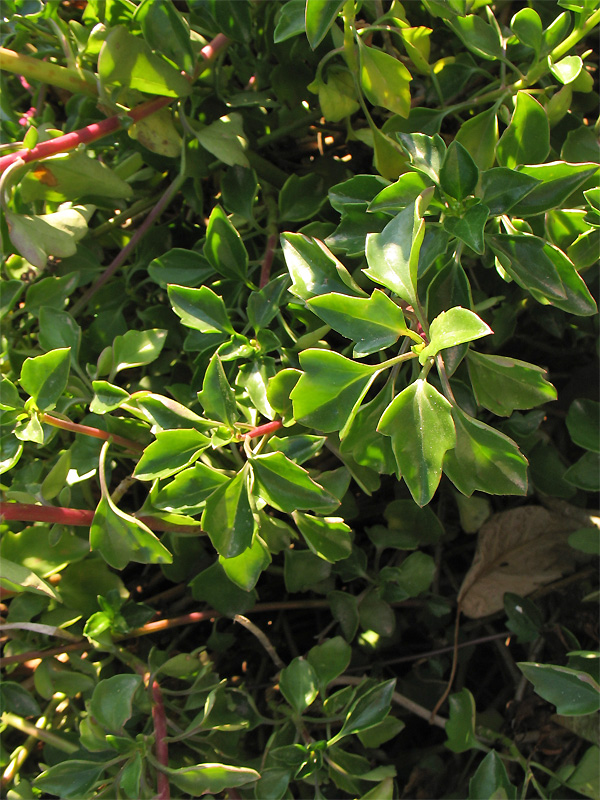 Изображение особи Senecio angulatus.