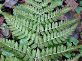 Dryopteris carthusiana