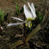 Erythronium krylovii