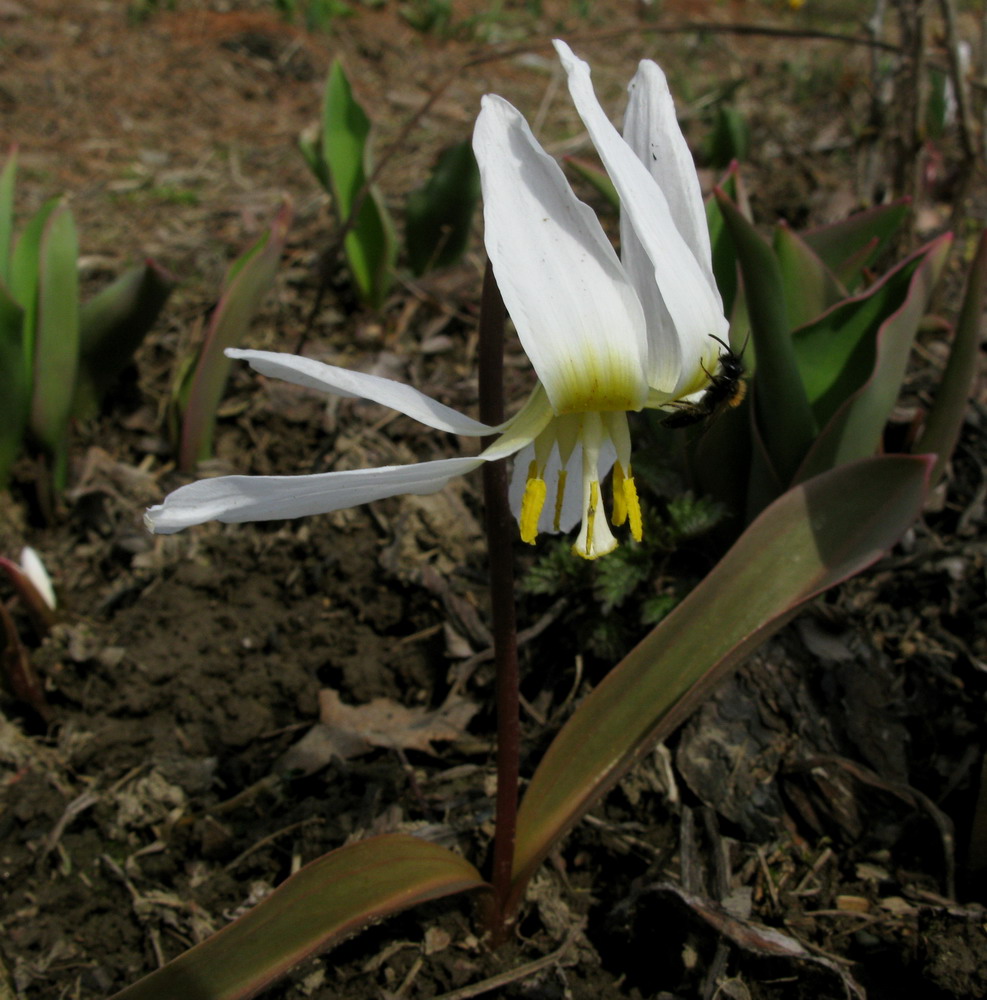 Изображение особи Erythronium krylovii.