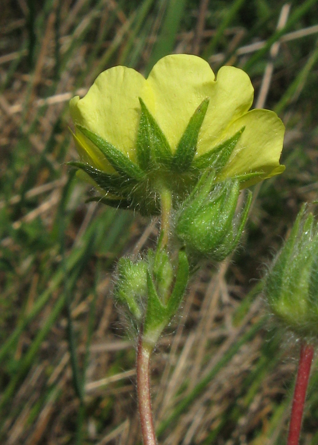 Изображение особи Potentilla semilaciniosa.