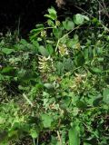 Astragalus glycyphyllos