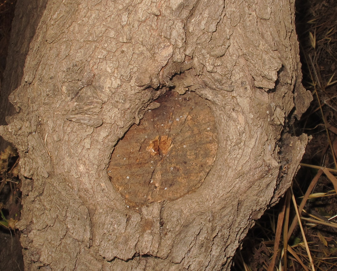Image of Ziziphus spina-christi specimen.